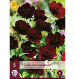 Cosmos Atrosangiuneus - 5 Pflanzen - Schokoladenpflanze - Sommerblumen kaufen?