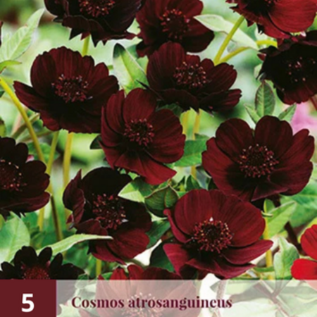 Cosmos Atrosangiuneus - 5 Planten - Chocoladeplant - Zomerbloeiers Kopen?