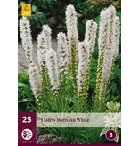 Liatris Floristan White - 25 Plants - Lampshade - Buy Perennial Plants?