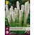 Liatris Floristan Weiß - 25 Pflanzen