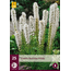 Liatris Floristan White - 25 Pflanzen - Lampenschirm - Mehrjährige Pflanzen kaufen?