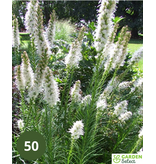 Liatris Floristan White - 25 Plants - Lampshade - Buy Perennial Plants?