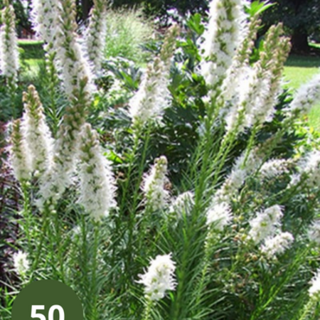 Liatris Floristan White - 25 Plants - Lampshade - Buy Perennial Plants?