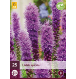 Liatris Spicata - 25 Planten - Lampenpoetser - Prachtkaars - Winterharde Planten Kopen?