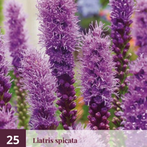 Liatris Spicata - 25 Planten