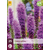 Liatris Spicata - 25 Plants