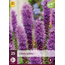 Liatris Spicata - 25 Planten - Lampenpoetser - Prachtkaars - Winterharde Planten Kopen?