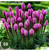 Liatris Spicata - 25 Planten - Lampenpoetser - Prachtkaars - Winterharde Planten Kopen?