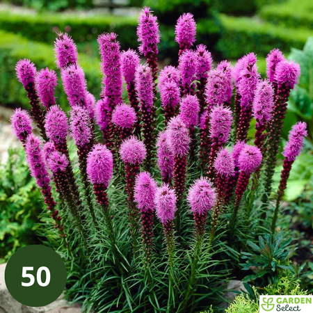 Liatris Spicata - 25 Pflanzen - Lampenschirm - Schöne Kerze - Winterharte Pflanzen Kaufen?