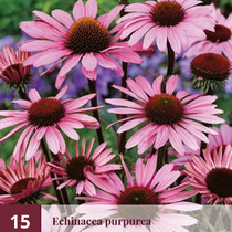 Echinacea Purpurea - Zonnehoed - 15 Planten