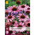 Echinacea Purpurea - Zonnehoed - 15 Planten