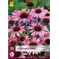 Sonnenblume - Echinacea Purpurea - 15 Pflanzen - Violett/Rosa Gänseblümchen - Sommerblumen kaufen?