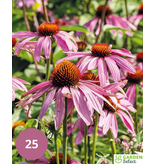 Sonnenblume - Echinacea Purpurea - 15 Pflanzen - Violett/Rosa Gänseblümchen - Sommerblumen kaufen?