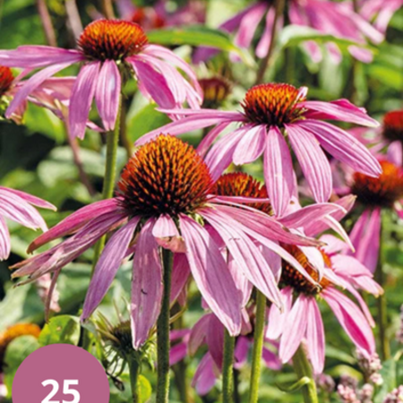 Sunflower - Echinacea Purpurea - 15 Plants - Purple/Pink Daisy - Buy Summer Flowers?