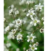 Gypsophila Perfecta - 5 Plants - White/Pink Flowers - Buy Perennial Plants?