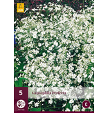 Gypsophila Perfecta - 5 Pflanzen - Weiß/Rosa Blüten - Mehrjährige Pflanzen kaufen?