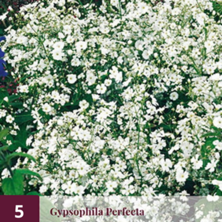 Gypsophila Perfecta - 5 Plants - White/Pink Flowers - Buy Perennial Plants?