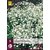 Gipskruid - Gypsophila Perfecta - 5 Planten