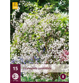 Gipskruid - Gypsophila Paniculata - 15 Planten - Bruidssluier - Snijbloemen Voor Boeket