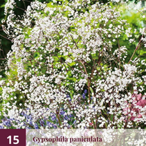 Gipskruid - Gypsophila Paniculata - 15 Planten