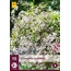 Gypsophila Paniculata - 15 Pflanzen - Brautschleier - Schnittblumen für Blumenstrauß