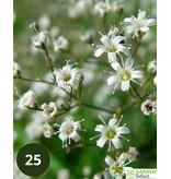 Gypsophila Paniculata - 15 Pflanzen - Brautschleier - Schnittblumen für Blumenstrauß