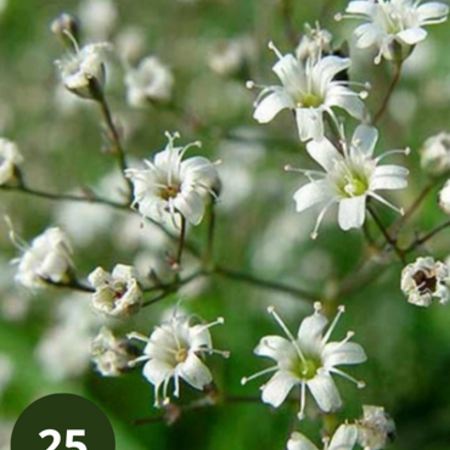 Gipskruid - Gypsophila Paniculata - 15 Planten - Bruidssluier - Snijbloemen Voor Boeket