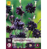 Aquilegia Black Barlow - 10 Planten - Wilde Akelei - Vulgaris - Vaste Planten Kopen?