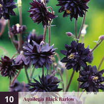 Aquilegia Black Barlow - 10 Plants