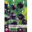 Aquilegia Black Barlow - 10 Pflanzen - Wilde Akelei - Vulgaris - Stauden kaufen?