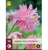 Aquilegia Pink Barlow - 10 Pflanzen - Akelei - Vulgaris - Buy Hardy Plants?