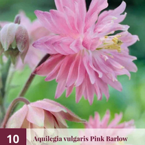 Aquilegia Pink Barlow - 10 Pflanzen