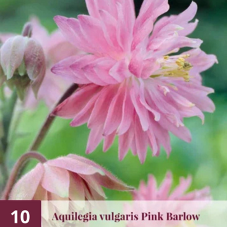 Aquilegia Pink Barlow -10 Planten - Akelei - Vulgaris - Winterharde Planten Kopen?