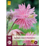 Aquilegia Pink Barlow - 10 Pflanzen - Akelei - Vulgaris - Buy Hardy Plants?