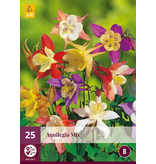 Aquilegia Mix - 25 Plants - Akelei - Perennials - Buy Summer Flowers?