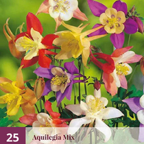 Aquilegia Mix - 25 Plants