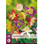 Aquilegia Mix - 25 Plants - Akelei - Perennials - Buy Summer Flowers?