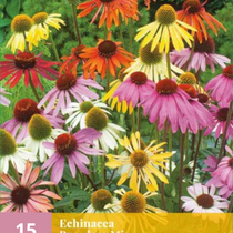 Echinacea Breeders Mix - 15 Planten