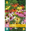 Echinacea Breeders Mix - 15 Plants - Sunhat Mixed - Buy Garden Plants?
