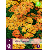 Achillea Terracotta - 5 Planten - Duizendblad - Garden-Select.nl