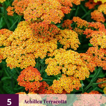 Achillea Terracotta - 5 Planten