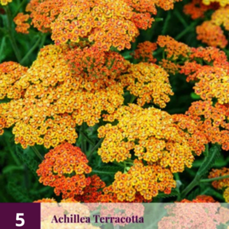 Achillea Terracotta - 5 Plants - Yarrow - Garden-Select.com