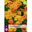 Achillea Terracotta - 5 Planten - Duizendblad - Garden-Select.nl