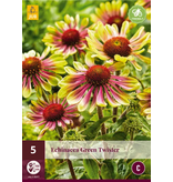 Sunflower - Echinacea Green Twister - Buy Summer Flowers? - Garden-Select.com