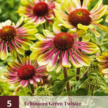 Echinacea Green Twister - 5 Plants