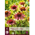 Echinacea Green Twister - 5 Planten