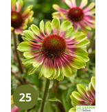 Sunflower - Echinacea Green Twister - Buy Summer Flowers? - Garden-Select.com