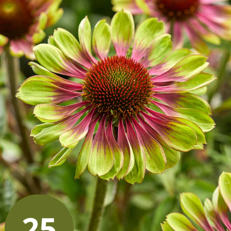 Zonnehoed - Echinacea Green Twister - Zomerbloeiers Kopen? - Garden-Select.nl