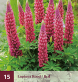 Lupine - Geel - 15 Planten - Vlinderbloem - Vaste Planten kopen?