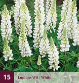 Lupine - Blau - 15 Pflanzen - Schmetterlingsblume - Stauden kaufen?